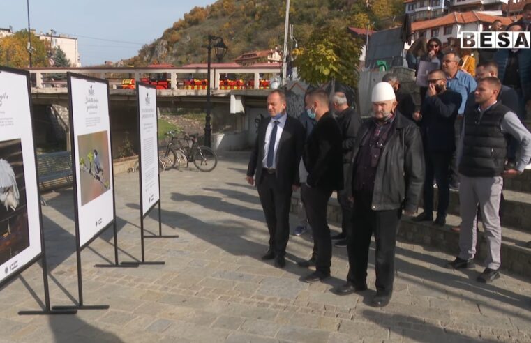 Organizata “WILDLIFE”  Albanian, ka hapur ekspozitën e dytë me radhë në Prizren me fotografi nga shpezët shtegtar dhe bota e egër