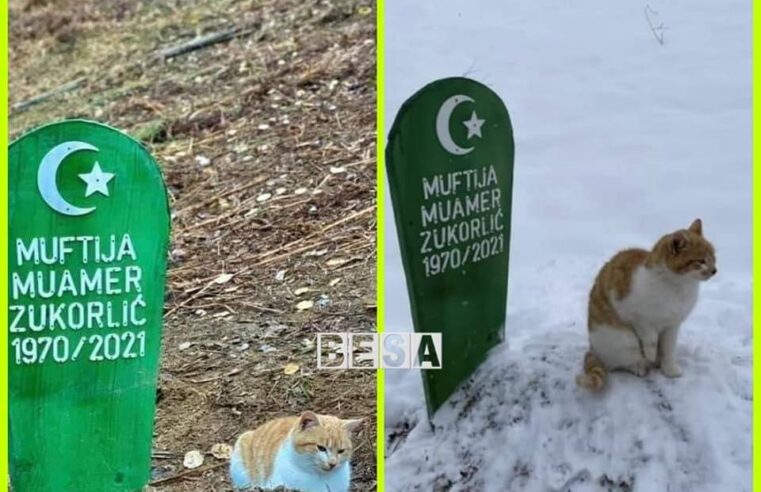 🟢 Dy muaj pas vdekjes së myftiut Zukorlic, macja nuk i ndahet nga varri