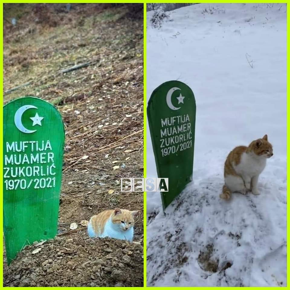 ðŸŸ¢ Dy muaj pas vdekjes sÃ« myftiut Zukorlic, macja nuk i ndahet nga varri