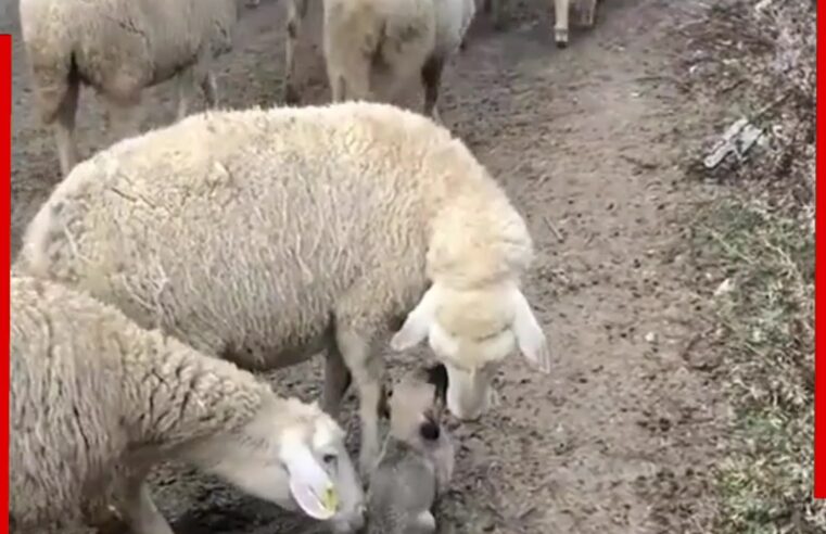 Bëhet virale videoja ku një qenush bariu shoqëroi tufën e deleve (VIDEO)