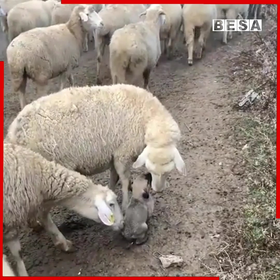 Bëhet virale videoja ku një qenush bariu shoqëroi tufën e deleve (VIDEO)