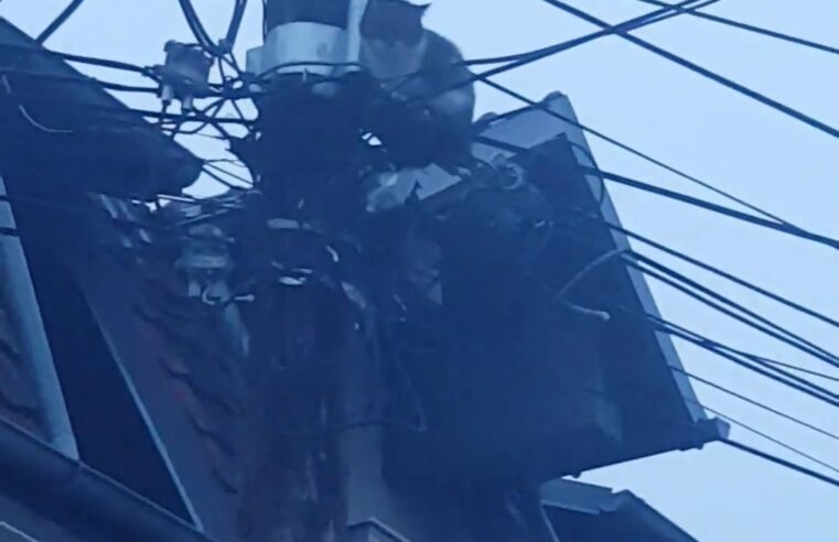 Macja ngecë në shtyllë elektrike në Prishtinë, kërkohet ndihmë për shpëtimin e saj (VIDEO)