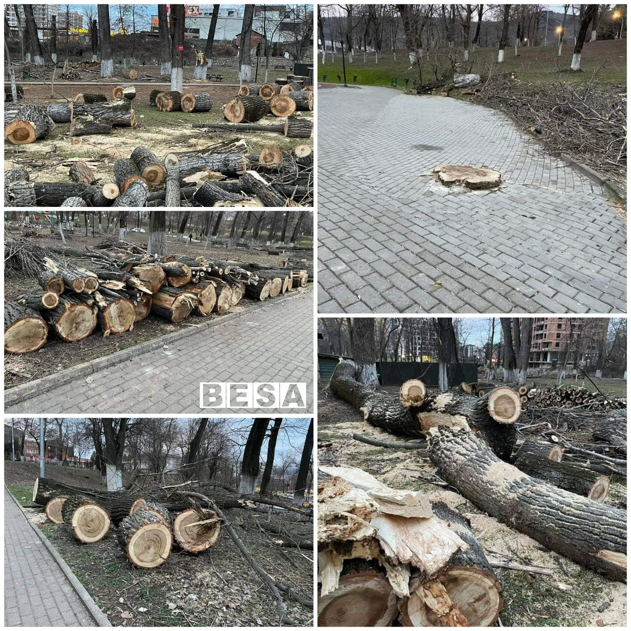 Aktakuzë për prerjen dhe krasitjen e drunjëve në parkun e qytetit të Prizrenit