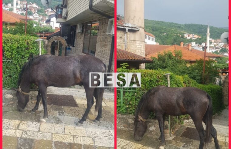 Gjindet një kalë i humbur në Prizren, pronari mund të gjej afër Postës para Xhamisë së Saraqhanes