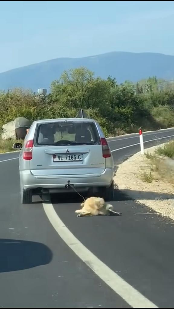 Pamje të rënda nga Vlora, qytetari e tërheq qenin zvarrë me veturë