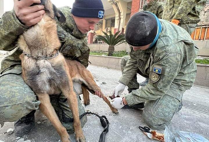 Qeni i specializuar për kërkime K9 i FSK-së duke marrë ndihmën e parë pas një lëndimi në Turqi. Operacioni po vazhdon më tej 🇽🇰 🇹🇷