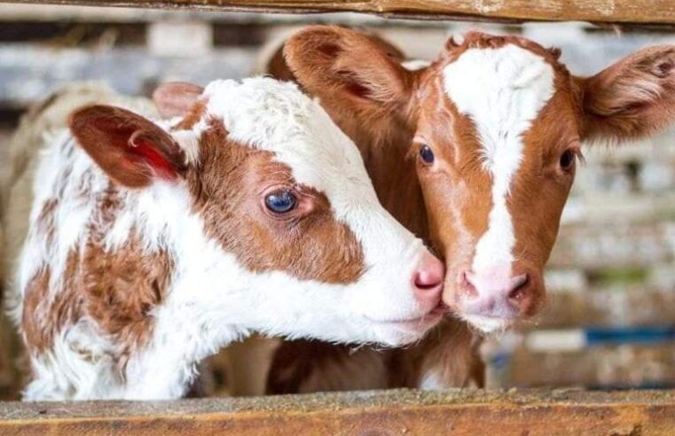 Vidhen 3 viça nga stalla në Suharekë