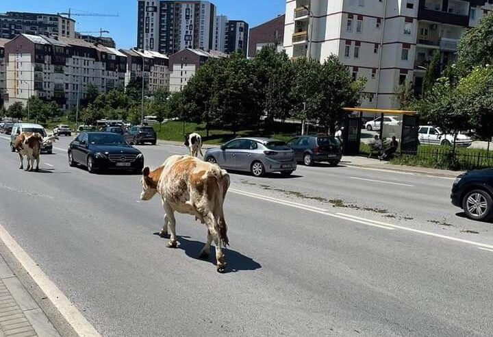 Lopët duke shëtitur midis trafikut në Rrugën B në Prishtinë 🐄🐄🐄