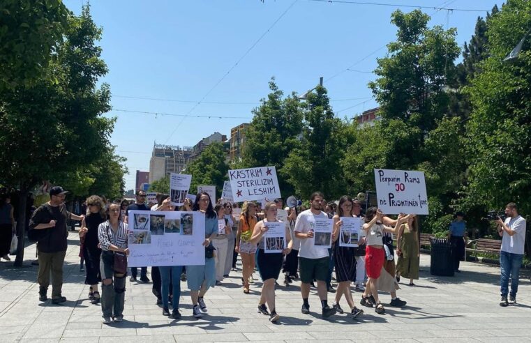 Protestë në mbrojtje të qenve endacak: Ktheni qentë në Prishtinën tonë