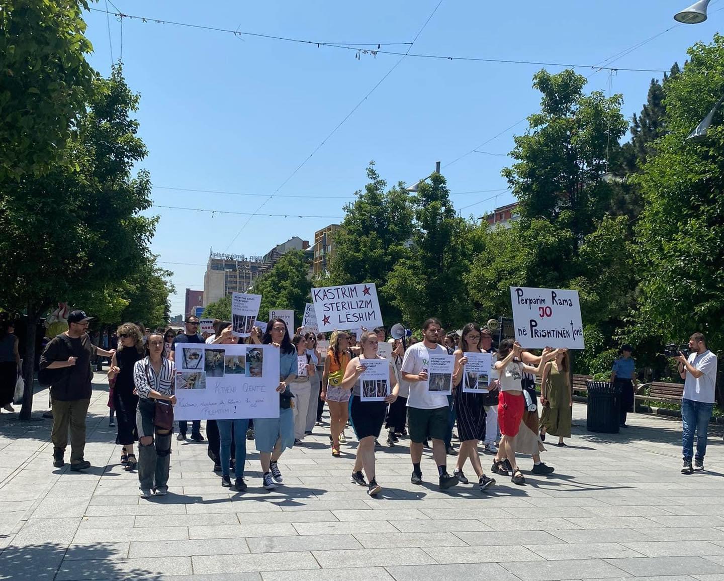 Protestë në mbrojtje të qenve endacak: Ktheni qentë në Prishtinën tonë