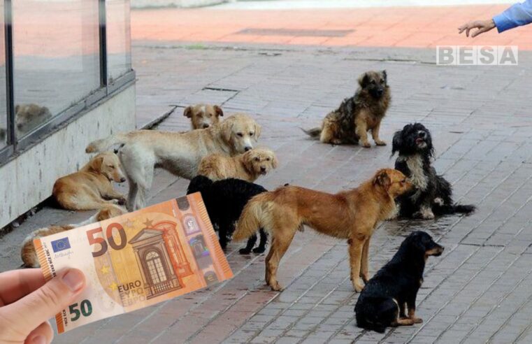 50 euro në muaj kush adapton një qen endacak në Prishtinë, komuna jep detaje
