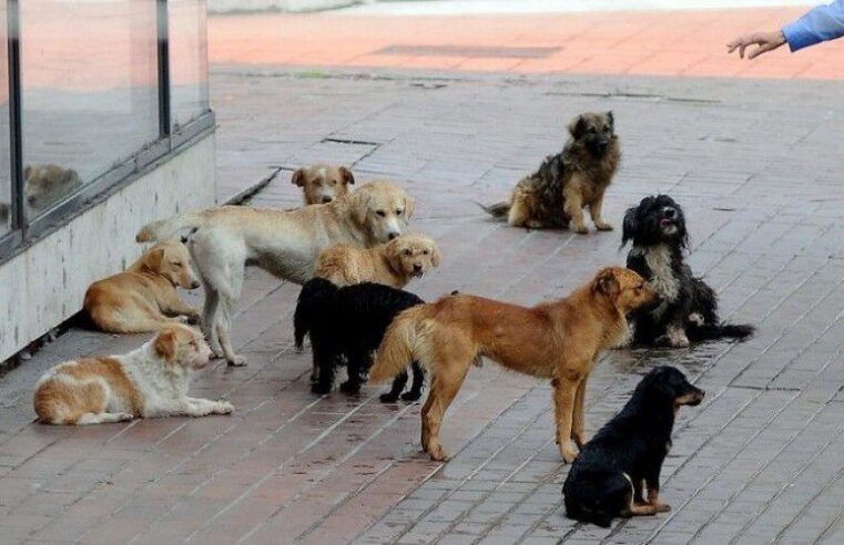 Nënshkruhen kontratat e para për adoptimin e qenve endacakë në Prishtinë