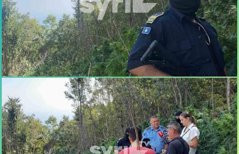 Rreth 20 mijë fije kanabis identifikohen në Koshare të Gjakovës