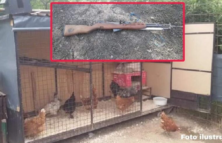 Një grua gjen armë në kotec të pulave, policia jep detaje