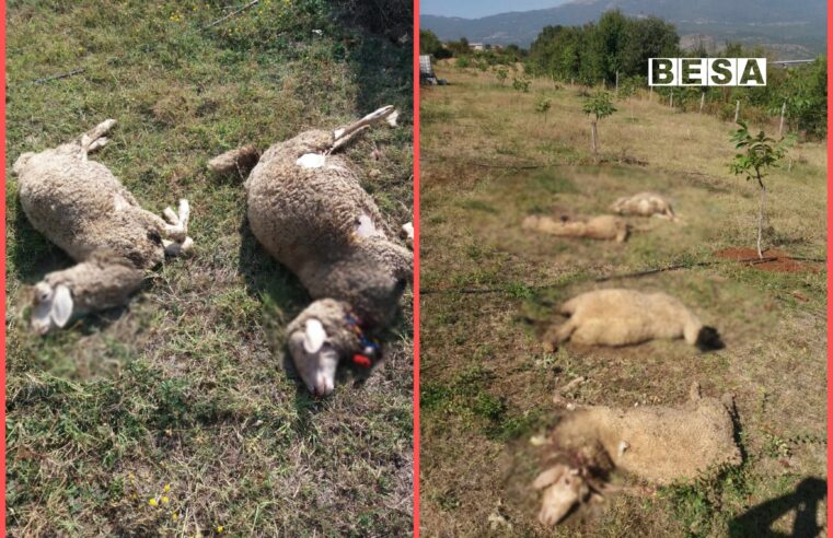 Ariu mbytë 5 dele në Zhur të Prizrenit