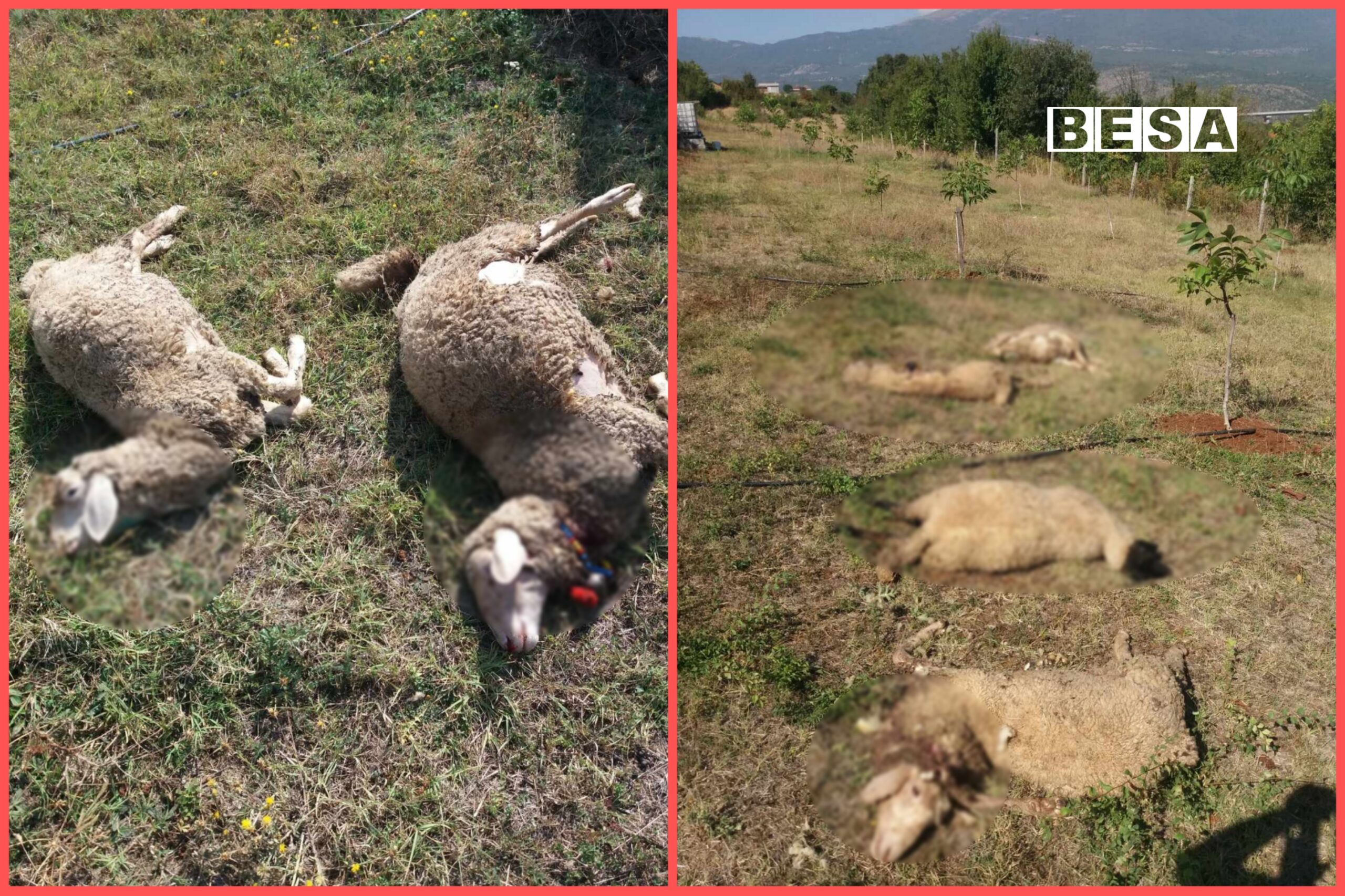 Ariu mbytë 5 dele në Zhur të Prizrenit