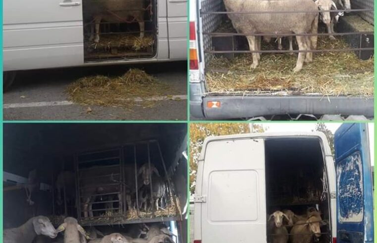 Policia ndalon një automjet që kishte të ngarkuara 22 dele, dyshohet u kontrabanduan nga Serbia