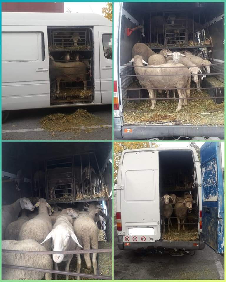 Policia ndalon një automjet që kishte të ngarkuara 22 dele, dyshohet u kontrabanduan nga Serbia