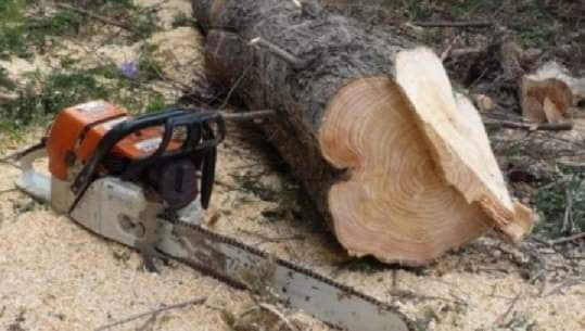 Tragjedi /Vdes një person në Istog, i bie lisi duke prerë dru