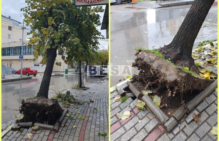 Fryma dëmton disa drunjë në Prizren