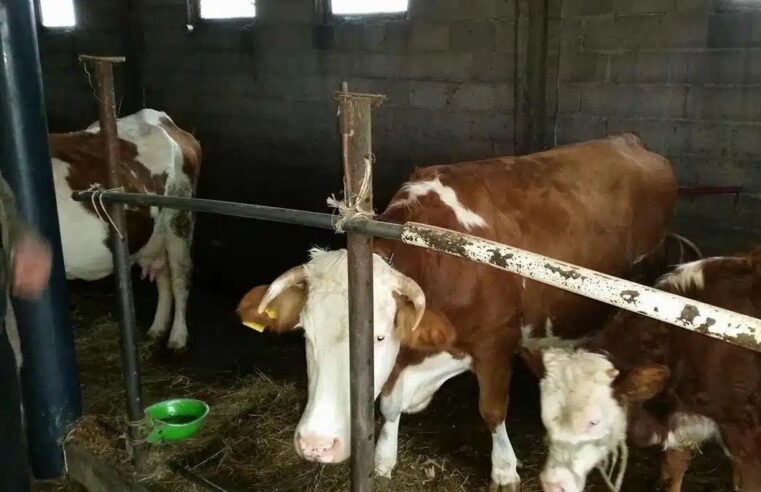 Familjes nga Gjakova dikush i hynë në stallë, ia vjedhin dy lopë