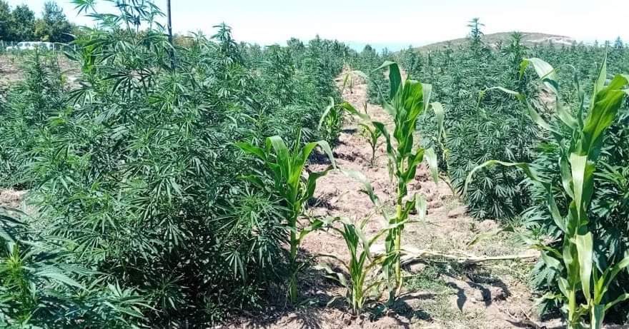Asgjësohen mbi 900 bimë kanabisi në një fshat të Klinës, arrestohet një person – pesë të tjerë në kërkim